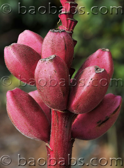 Musa velutina