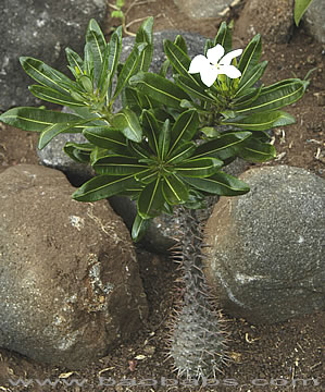 Pachypodium