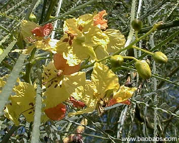 Parkinsonia aculeata