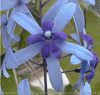 Petrea volubilis