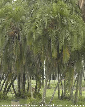 Ravenala sp. 'Honkondambo' – Red Travellers Palm – Buy seeds at