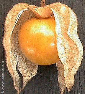 Physalis peruviana