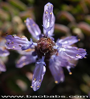 Plectranthus neochilus