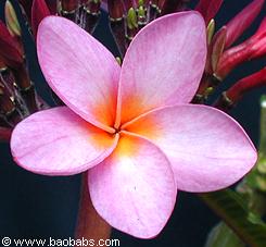 Plumeria rubra PASSION