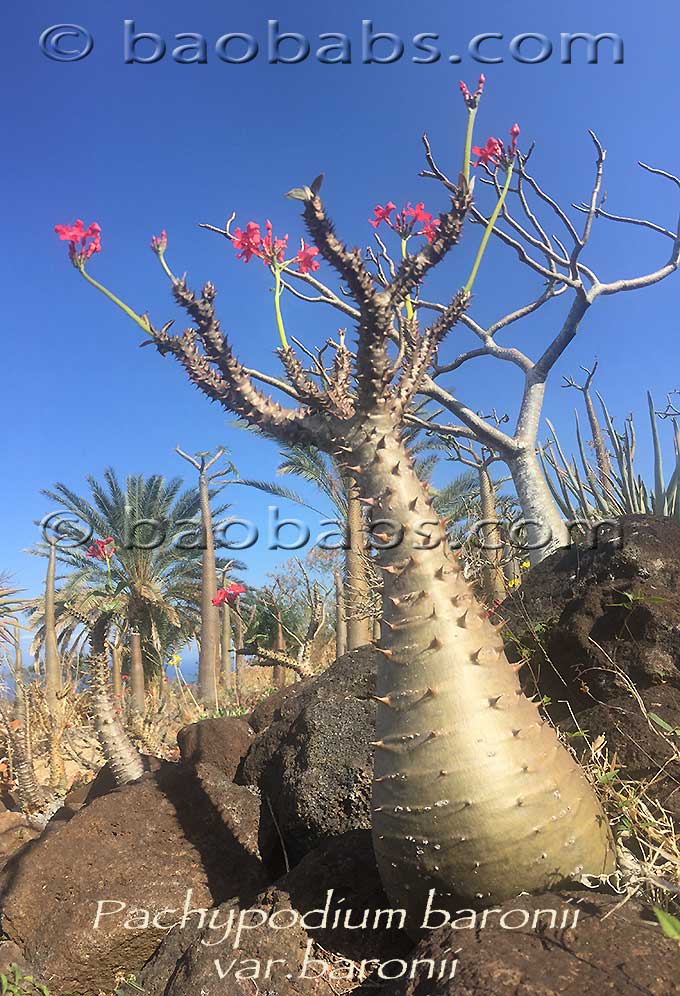 Pachypodium baronii var. baronii