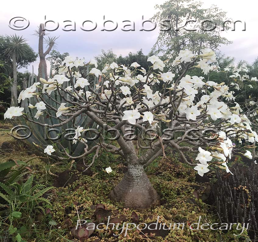 Pachypodium