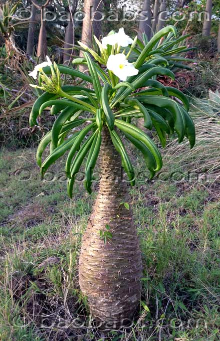 Pachypodium fiherenense