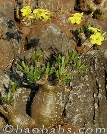 Pachypodium gracilius