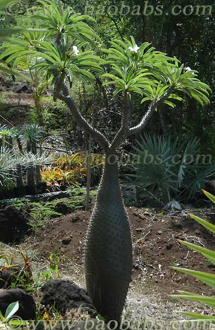 Pachypodium lamerei ramosum