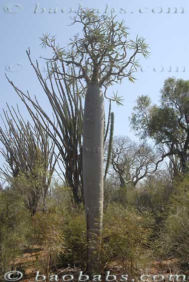 Pachypodium mikea