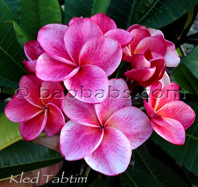 Plumeria rubra KLED TABTIM AKA  Kred Tubtim, Ruby Flake, Iridium