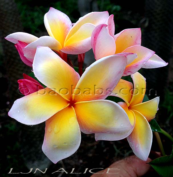 Plumeria rubra LJN ALICE AKA Sunburn