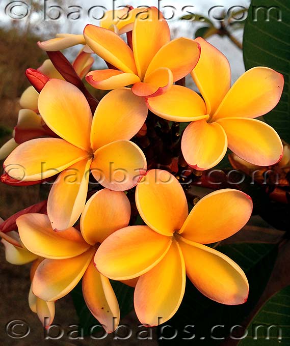 Plumeria rubra LJN DAPHNEE