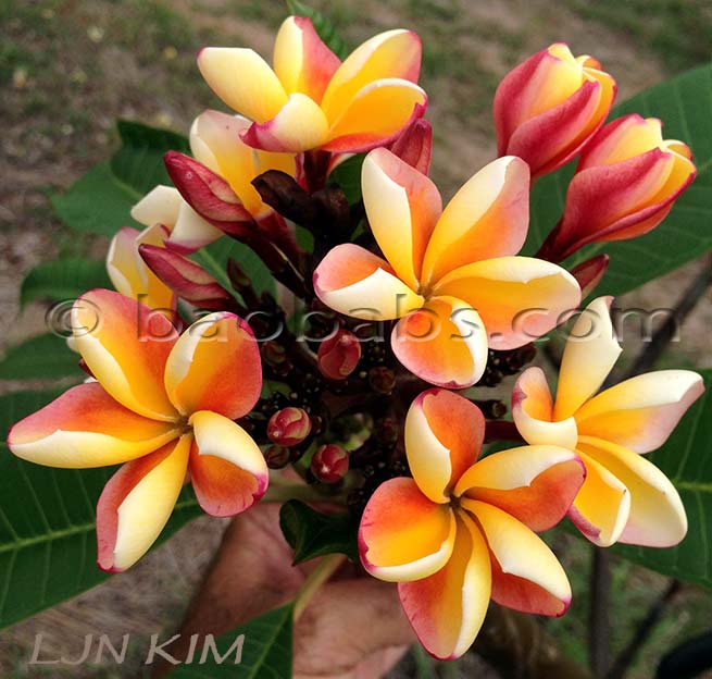 Plumeria rubra LJN KIM