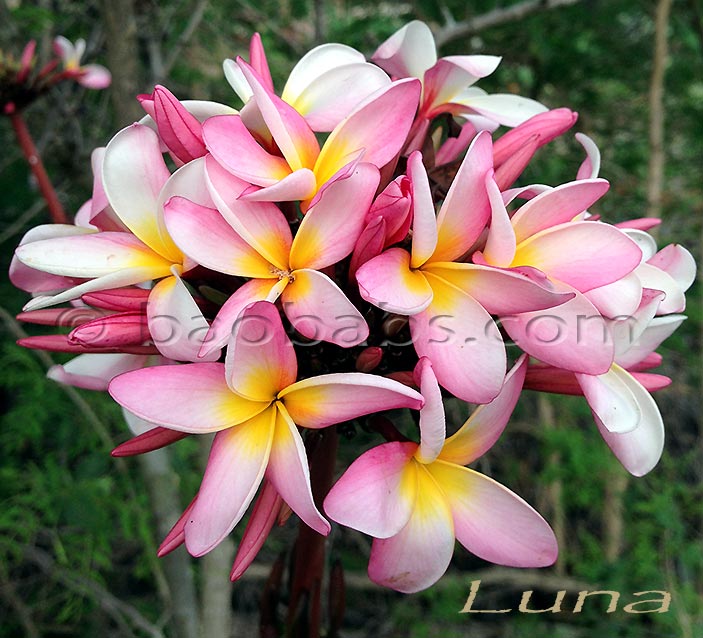 Plumeria rubra LJN LUNA