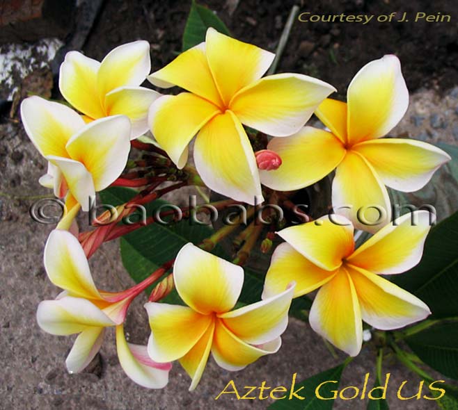 Plumeria rubra AZTEC GOLD AKA South Florida Gold, Key Largo Gold