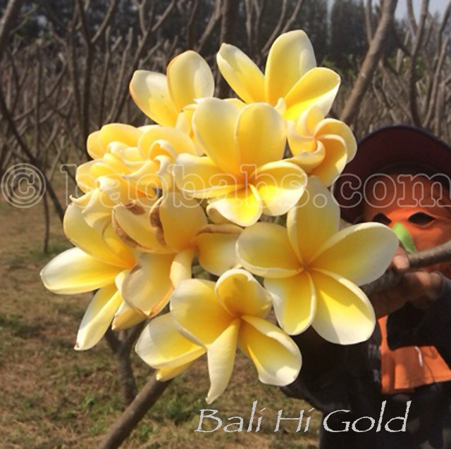 Plumeria rubra BALI HAI GOLD AKA  Cendana