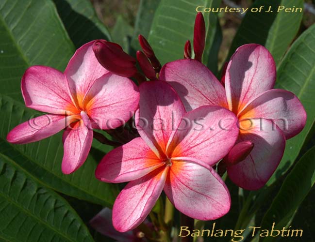 Plumeria rubra BANLANG TABTIM AKA 4646, Banglang Tuntim, Banlang Tabtim