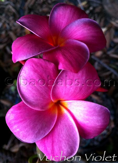 Plumeria rubra BLACK PURPLE AKA Vuchon Violet, Muang Anchan, Violet Anchan