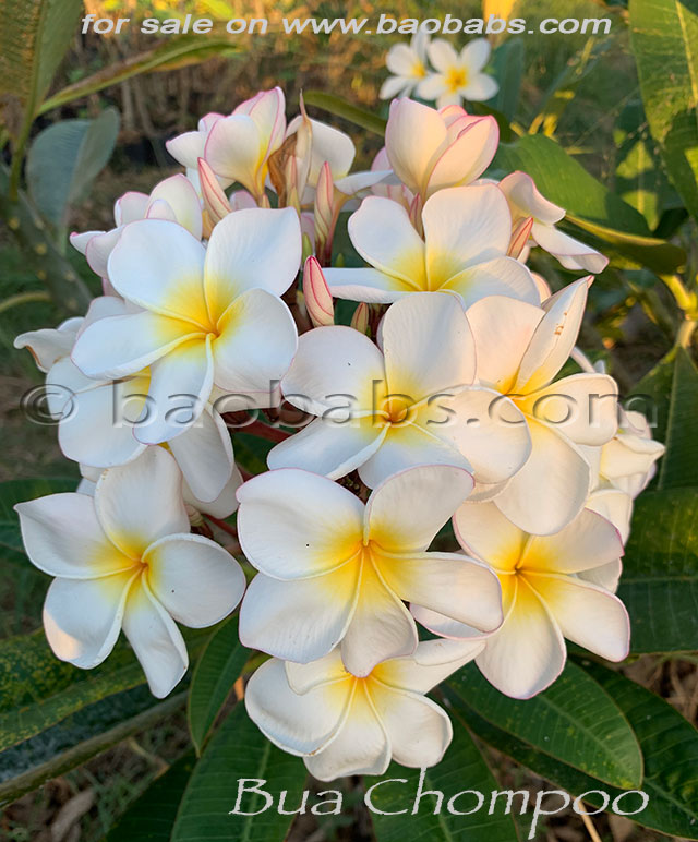 Plumeria rubra BUA CHOMPOO