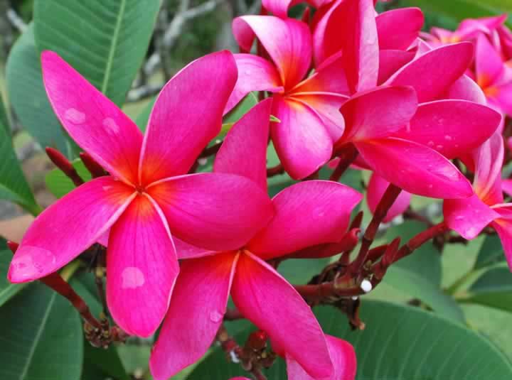 Plumeria rubra CERISE AKA Abbey, Banyo Cerise, Firedancer, Hot Magenta, Hot Pink, La Vendinima Cerise, Mikael 