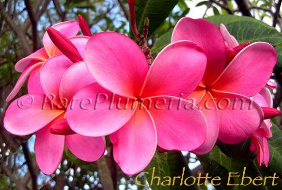 Plumeria rubra CHARLOTTE EBERT AKA Giant Plastic Pink, Giant Pink