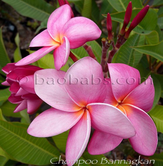 Plumeria rubra CHOMPOO BANNAKAN AKA  Chompoo Bannakarn, 4102, Chompoo Bunnakan