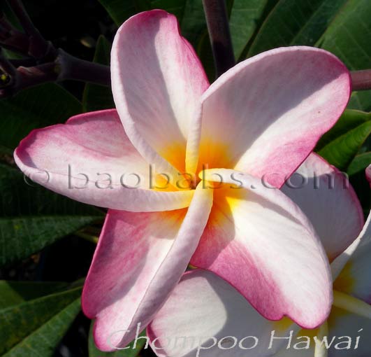 Plumeria rubra CHOMPOO HAWAI