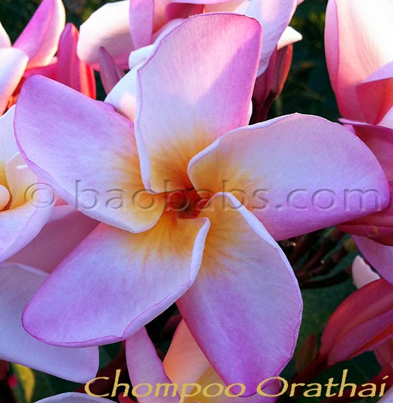 Plumeria rubra CHOMPOO ORATHAI AKA Orathai Pink, Orathai