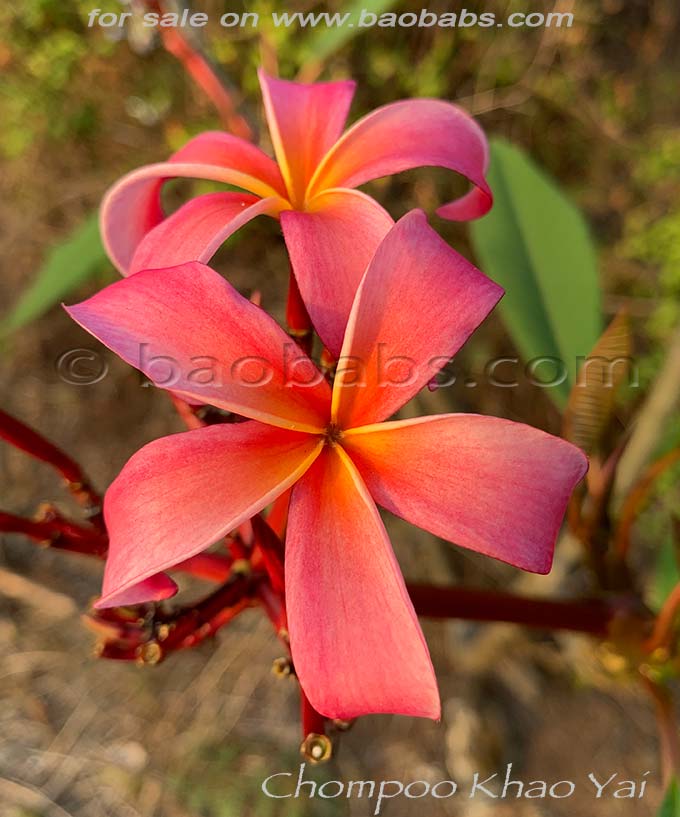 Plumeria rubra CHOMPOO KHAO YAI