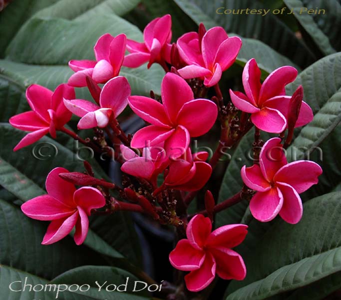 Plumeria rubra CHOMPOO YOD DOI AKA  Chompoo Yod Doy