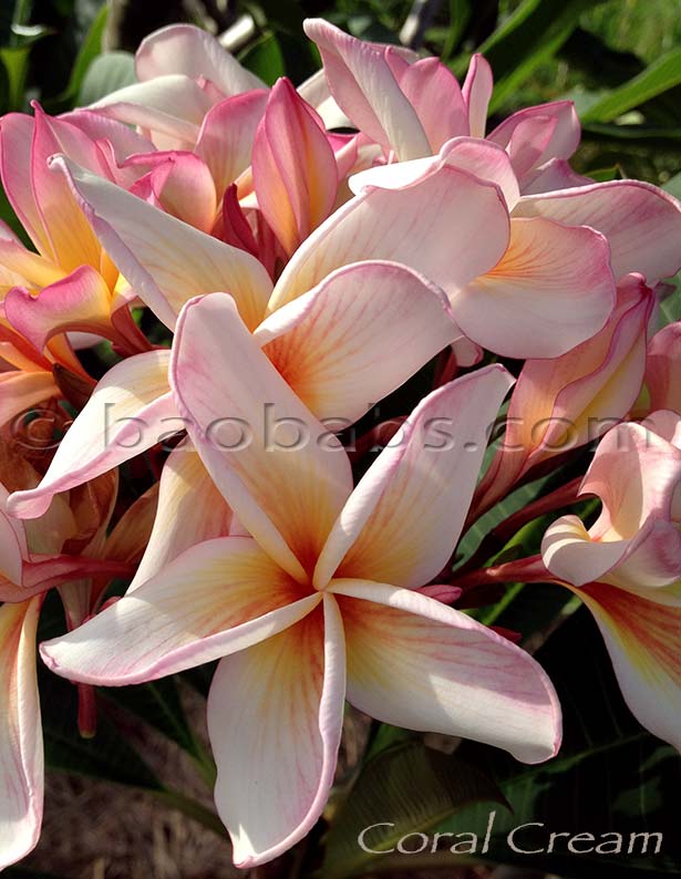 Plumeria rubra CORAL CREAM