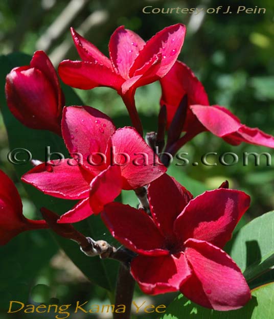 Plumeria rubra DAENG KAMA YEE