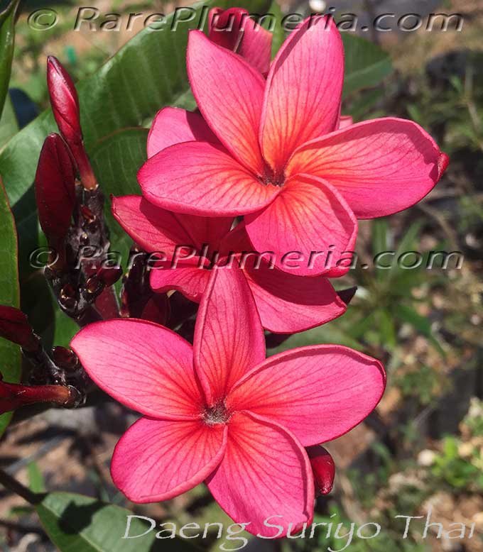 Plumeria rubra DAENG SURIYO THAI AKA  Red Suriyothai