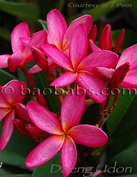 Plumeria rubra DAENG UDON AKA  Thailand Red , Thai Red , Red Velvet, H1