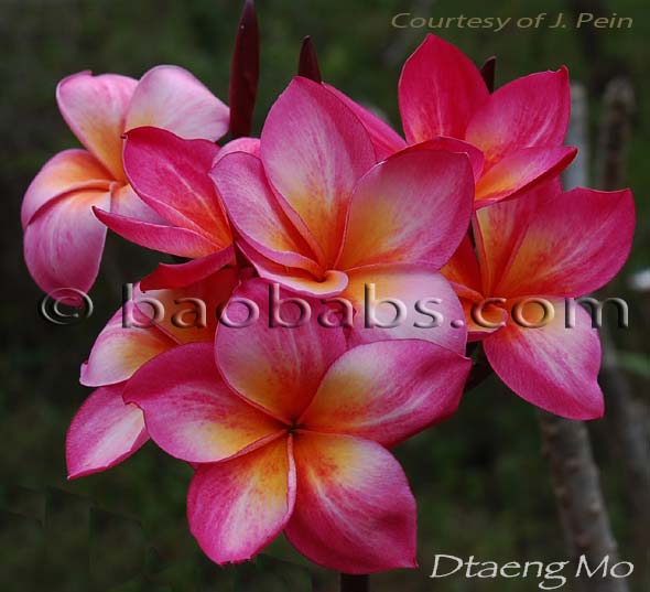 Plumeria rubra DTAENG MO AKA  Watermelon