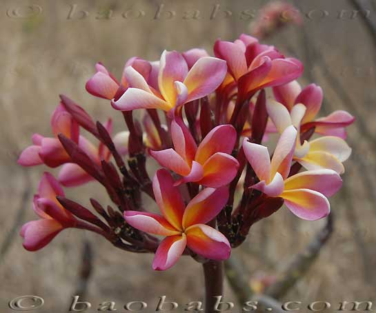 Plumeria rubra ELICIA