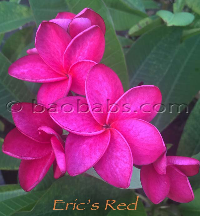 Plumeria rubra ERICS RED