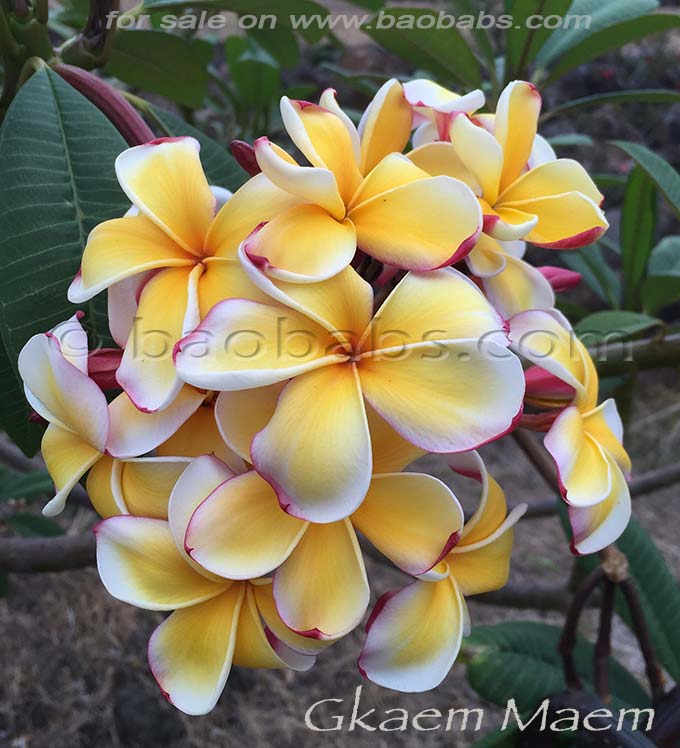 Plumeria rubra GKAEM MAEM AKA Gkaem Maem, Gammam