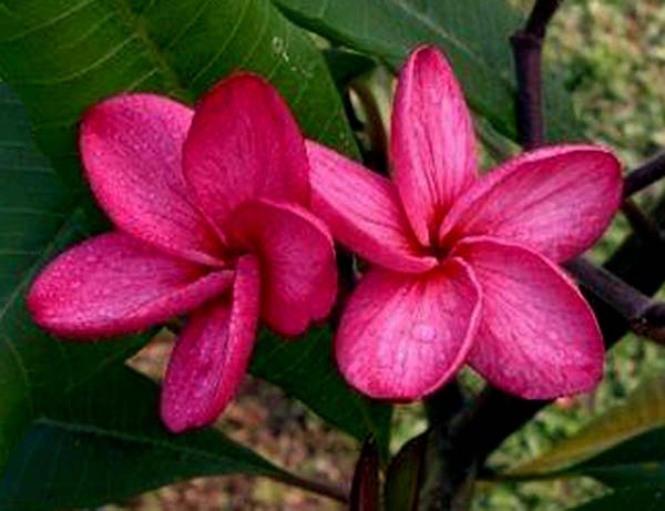 Plumeria rubra GROVE FARM AKA  Daisy Wilcox