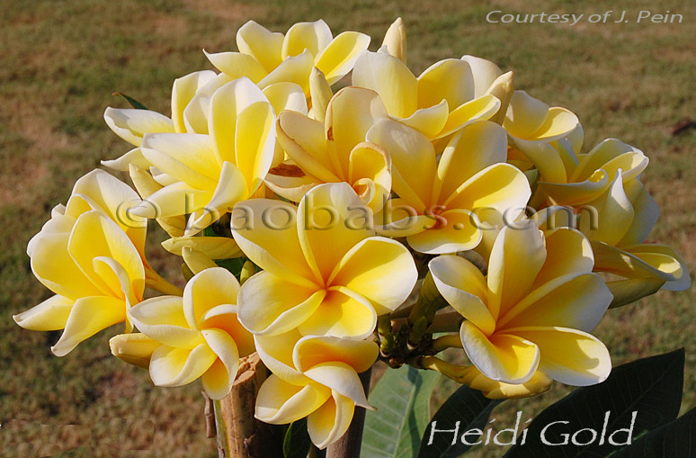 Plumeria rubra HEIDI GOLD AKA  Heidi, Pure Gold, Kokohead Yellow, Peterson s Gold , Robert Anspach s Yellow, Roban s Yellow