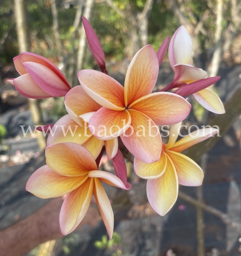 Plumeria rubra INDIA