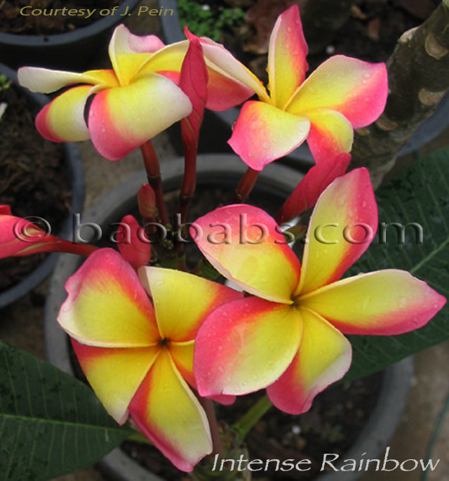 Plumeria rubra INTENSE RAINBOW AKA  Brilliant Rainbow