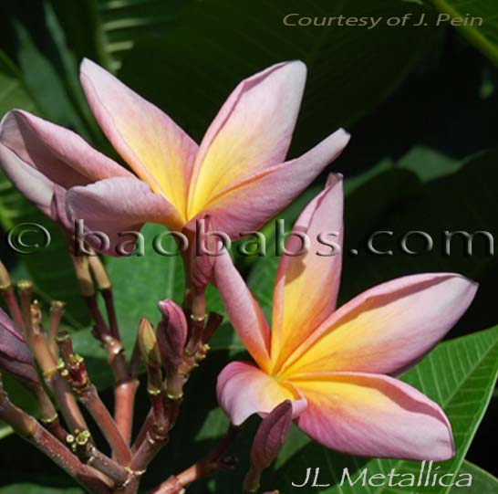 Plumeria rubra JL METALLICA