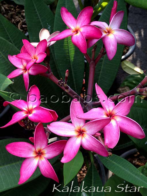 Plumeria rubra CALCUTTA STAR AKA Kalakaua Star, Kalakua Star, 4424