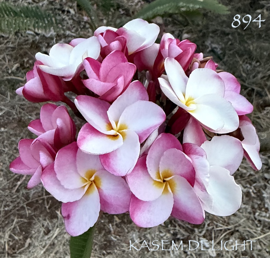 Plumeria rubra KASEM DELIGHT