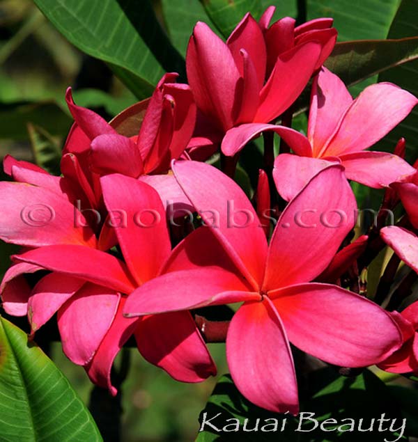 Plumeria rubra KAUAI BEAUTY