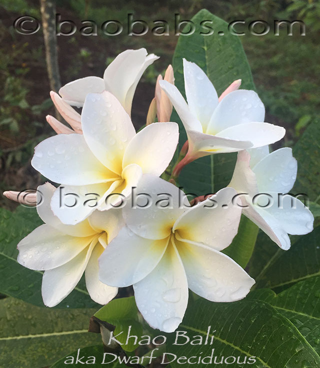 Plumeria rubra KHAO BALI AKA  Dwarf Deciduous