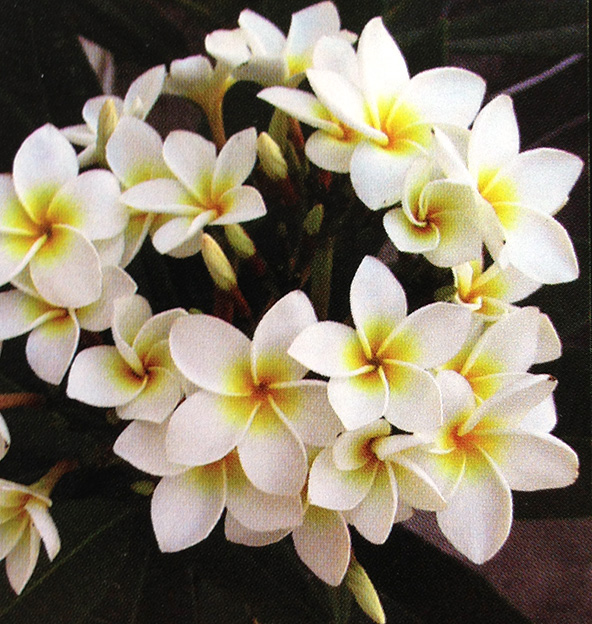 Plumeria rubra KHAO MALEE AKA  White Malee