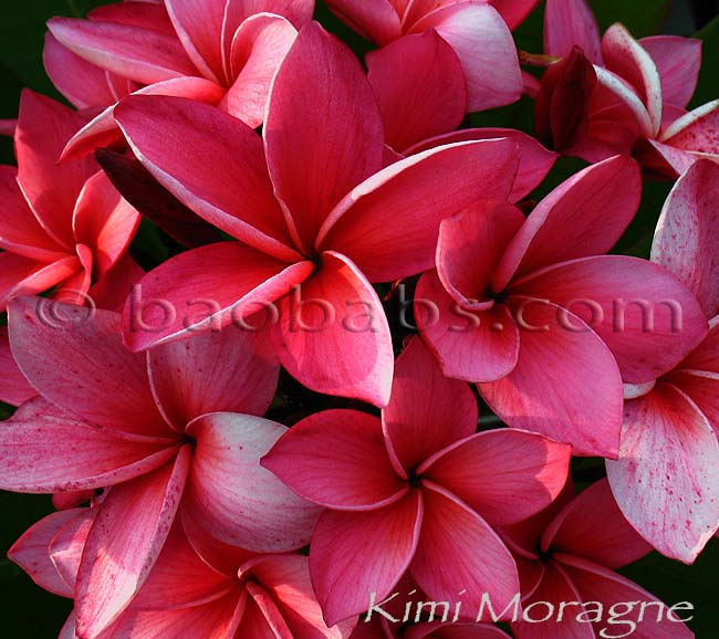 Plumeria rubra KIMI MORAGNE AKA Kimi Moragne, Grainy Moragne, Grandny, Grainy Rorong